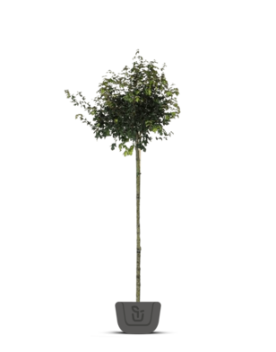 Veldesdoorn | Acer campestre Nanum | bolboom