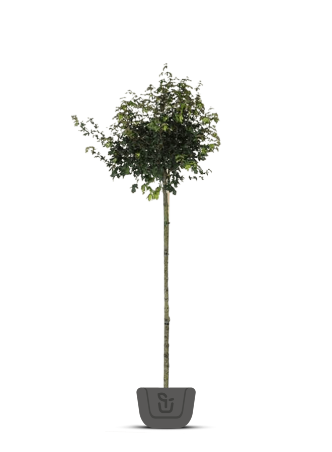 Veldesdoorn | Acer campestre Nanum | bolboom