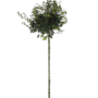 Veldesdoorn | Acer campestre Nanum