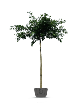 Moeraseik | dakboom | Quercus Palustris