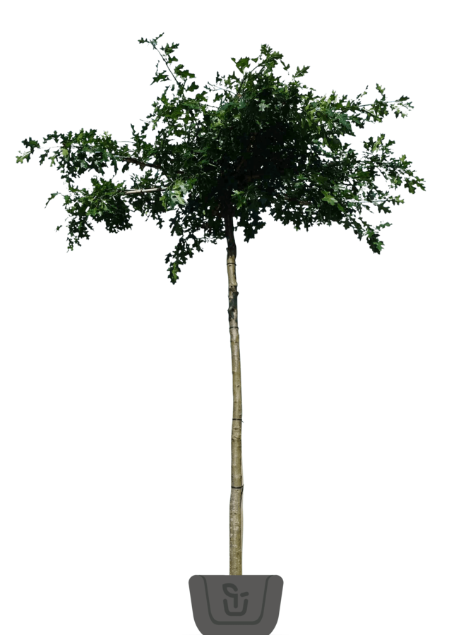 Moeraseik | dakboom | Quercus Palustris