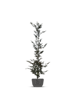 Rode Beuk boom | Fagus syl. Atropunicea