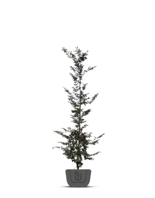 Rode Beuk boom | Fagus sylvatica Atropunicea