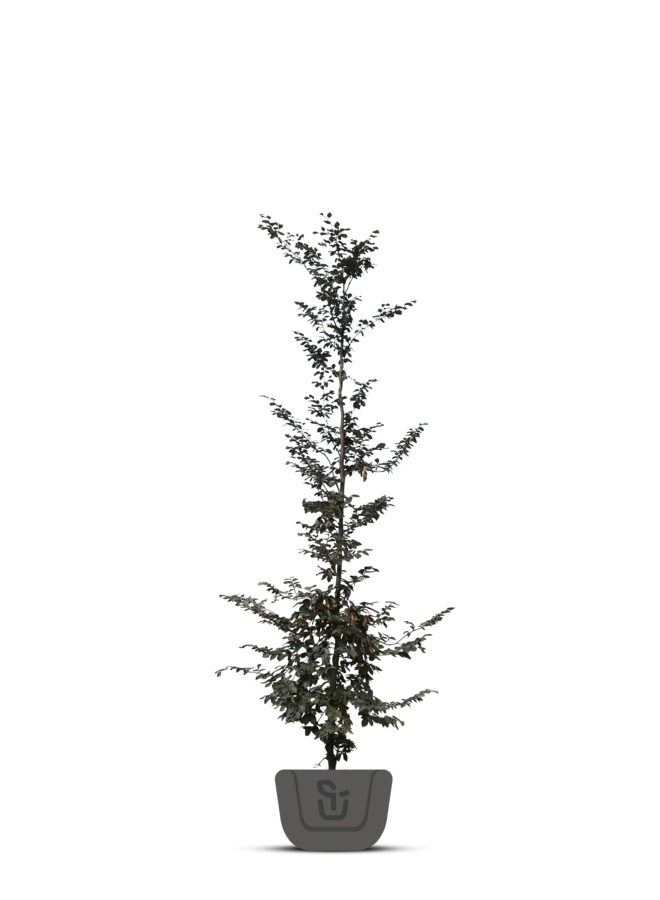 Rode Beuk boom | Fagus syl. Atropunicea