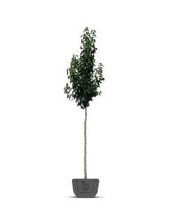 Sierpeer | Pyrus call. Chanticleer