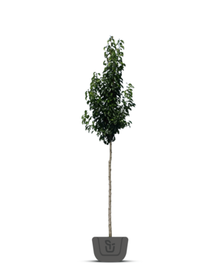 Sierpeer | Pyrus calleryana Chanticleer