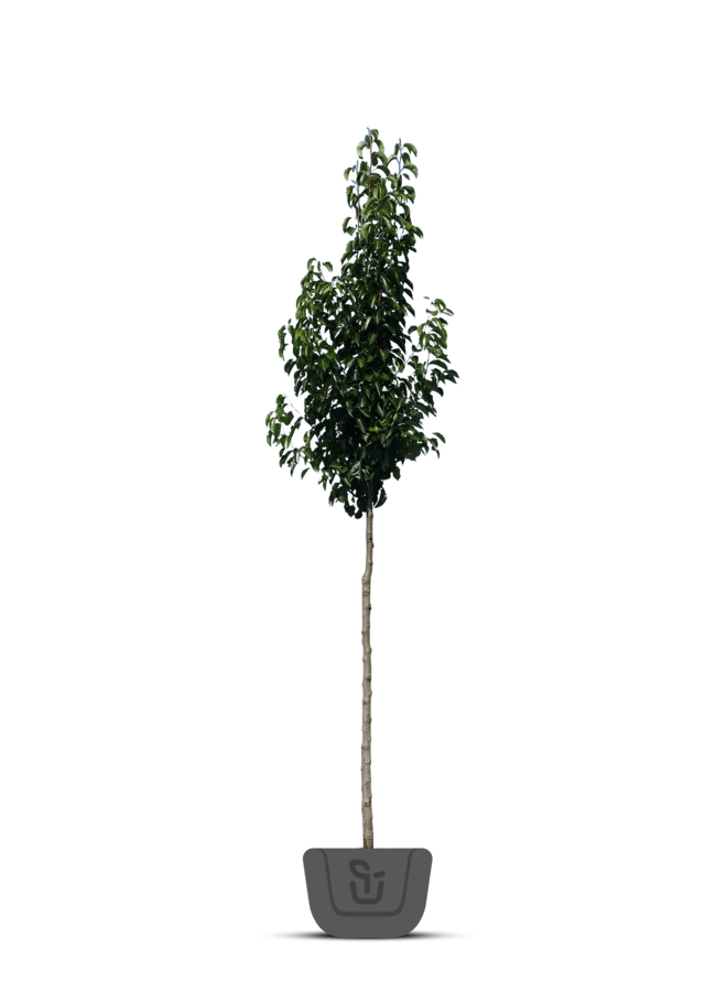 Sierpeer | Pyrus call. Chanticleer