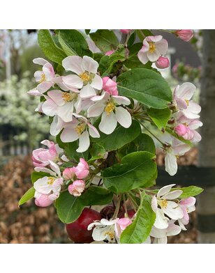 Leisierappel | Malus Red Sentinel