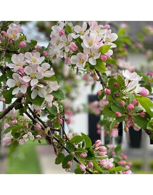 Sierappel | Malus Red Sentinel