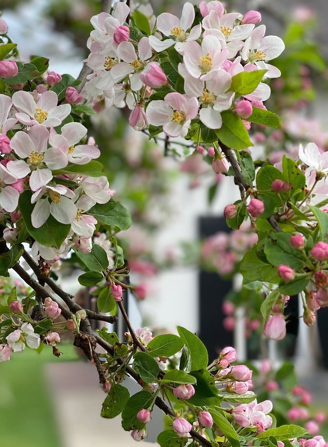 Sierappel | Malus Red Sentinel