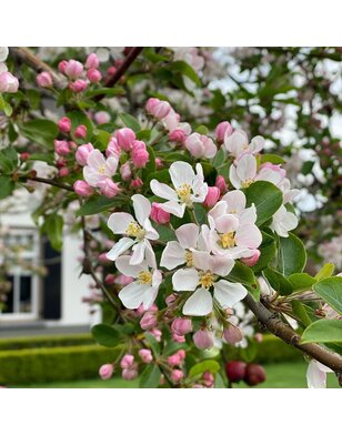 Sierappel | Malus Red Sentinel