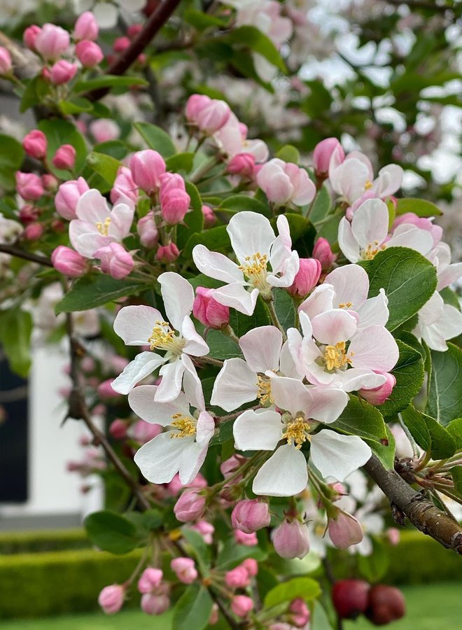 Sierappel | Malus Red Sentinel