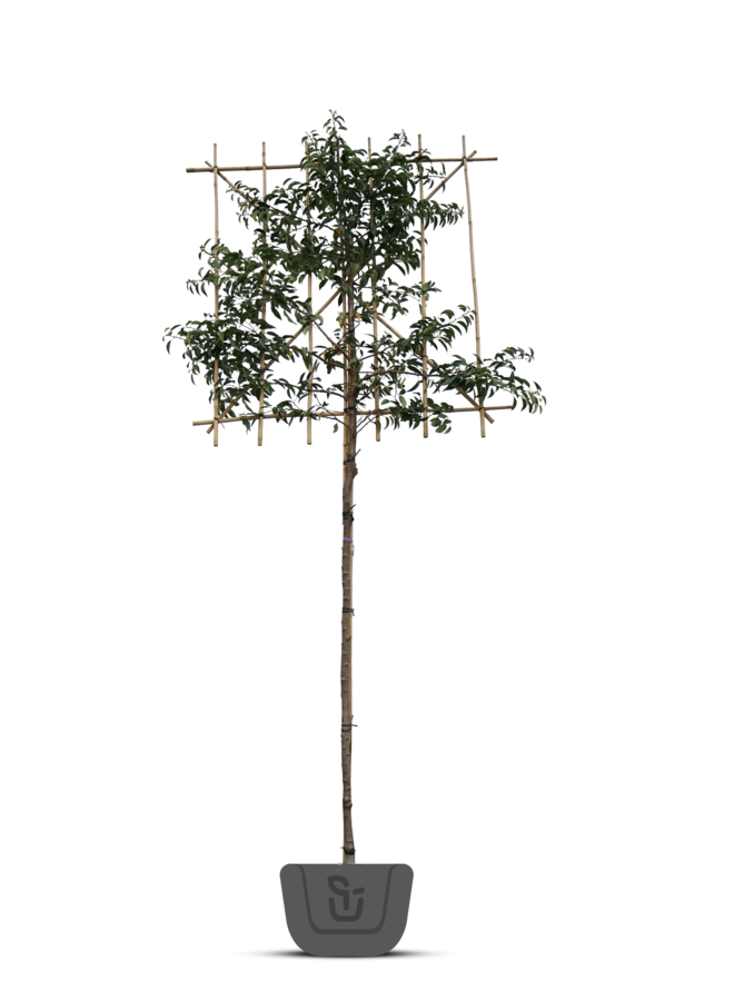 Portugese laurier als leiboom | Prunus lusitanica Angustifolia