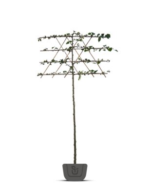 Kleinbladige leilinde | Tilia cordata Greenspire