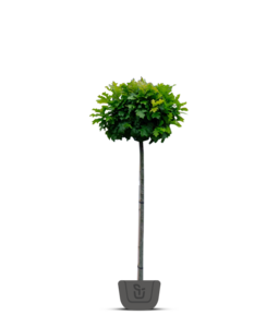 Boleik | Quercus palustris Green Dwarf