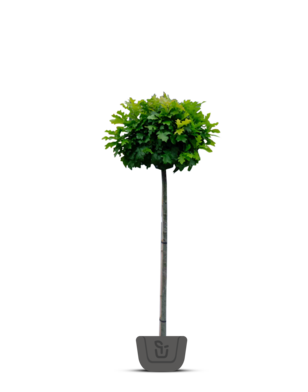 Boleik | Quercus palustris Green Dwarf