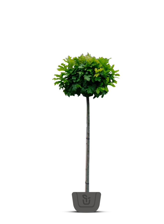 Boleik | Quercus palustris Green Dwarf