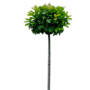 Boleik | Quercus palustris Green Dwarf