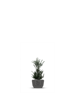 Venijnboom | Taxus Baccata