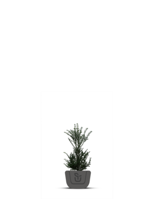 Venijnboom | Taxus Baccata | haagplant
