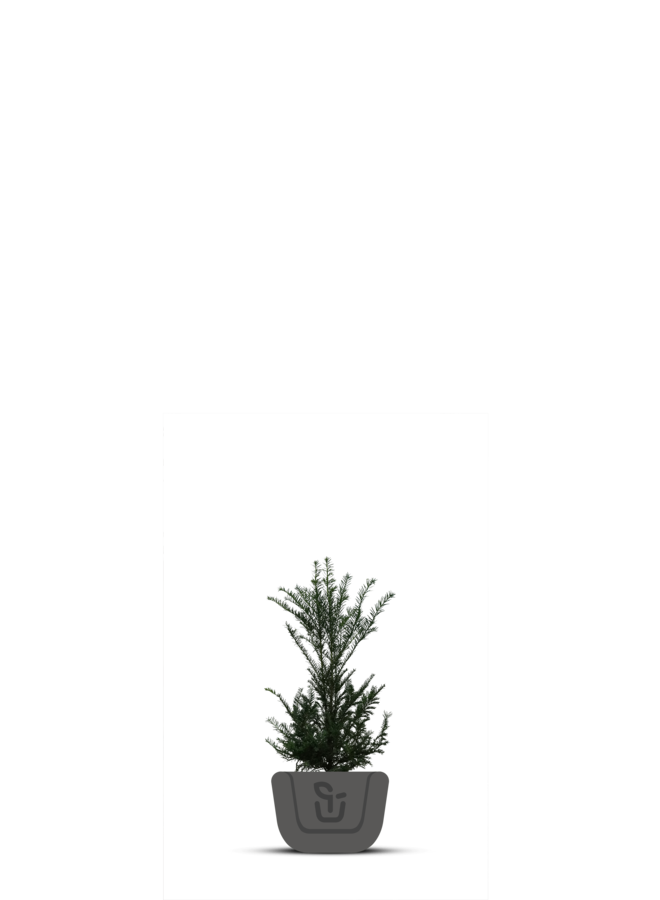 Venijnboom | Taxus Baccata