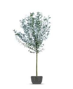 Meerstammige wilg | Salix alba