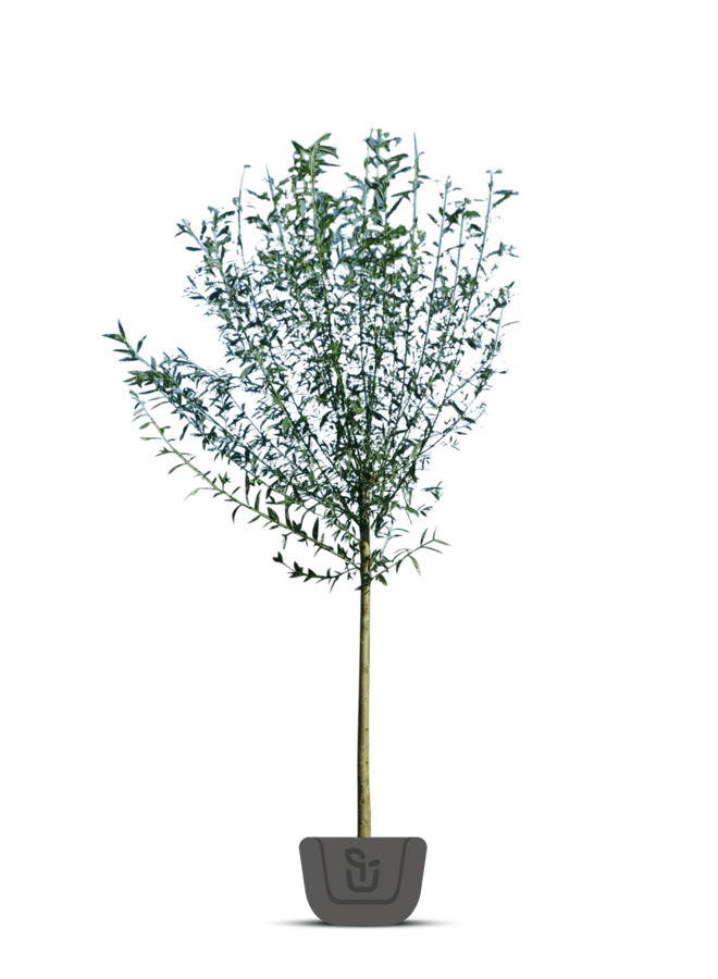 Meerstammige wilg | Salix alba