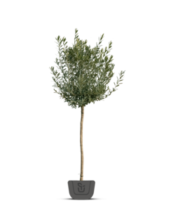 Olijfboom | Olea europaea