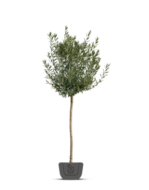 Olijfboom  | Olea europaea