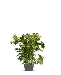 Vingerplant | Fatsia japonica