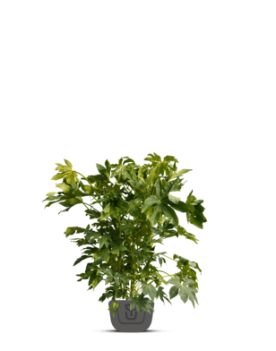 Vingerplant | Fatsia japonica