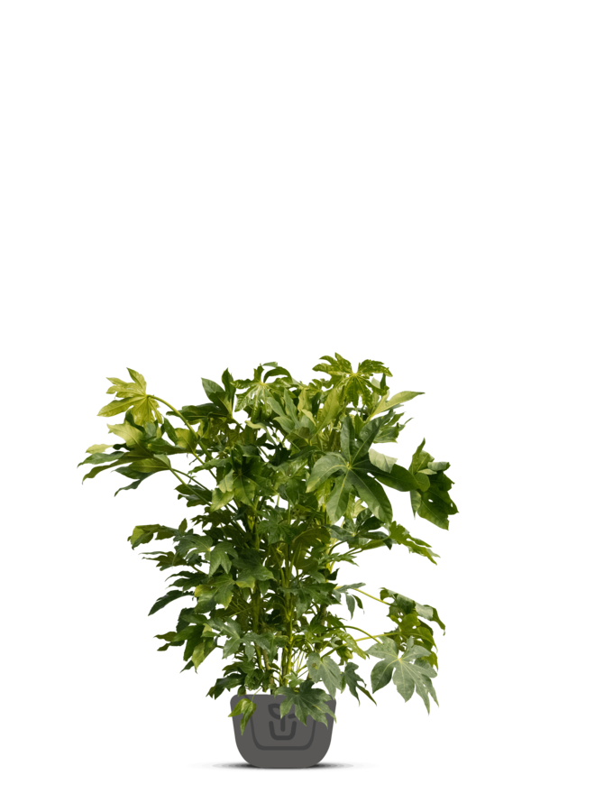 Vingerplant | Fatsia japonica
