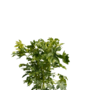 Vingerplant | Fatsia japonica