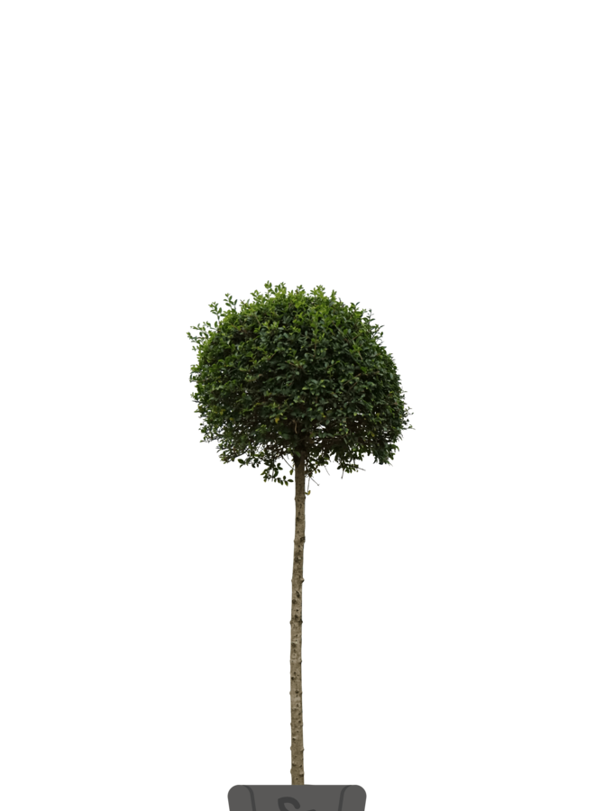 Liguster op stam | Ligustrum Delavayanum