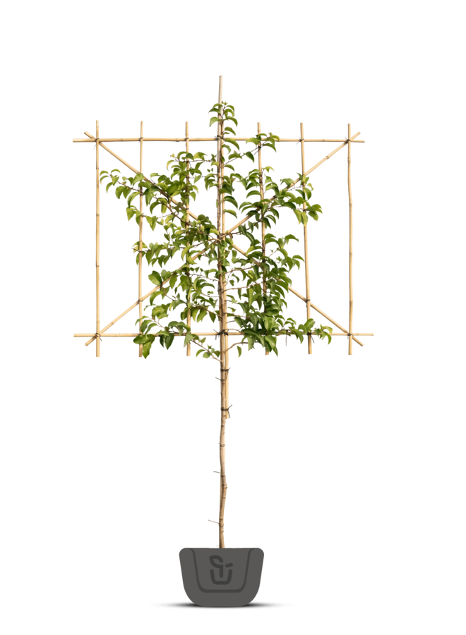 Lei-Portugese laurier | Prunus lus.  Ybrazo | Tico