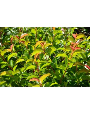 Lei-Portugese laurier | Prunus lus.  Ybrazo | Tico