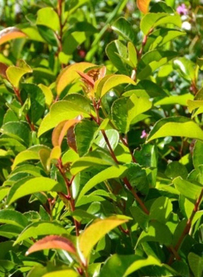 Lei-Portugese laurier | Prunus lus.  Ybrazo | Tico
