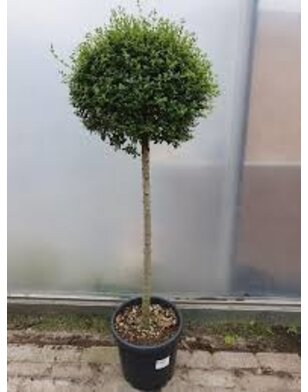 Liguster op stam | Ligustrum Delavayanum