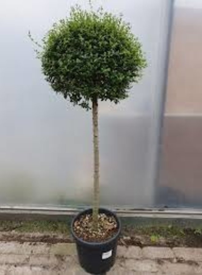 Liguster op stam | Ligustrum Delavayanum