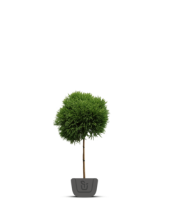 Dwergconifeer op stam | Cryptomeria Jap. Little Champion