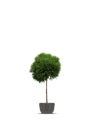 Dwergconifeer op stam | Cryptomeria Jap. Little Champion