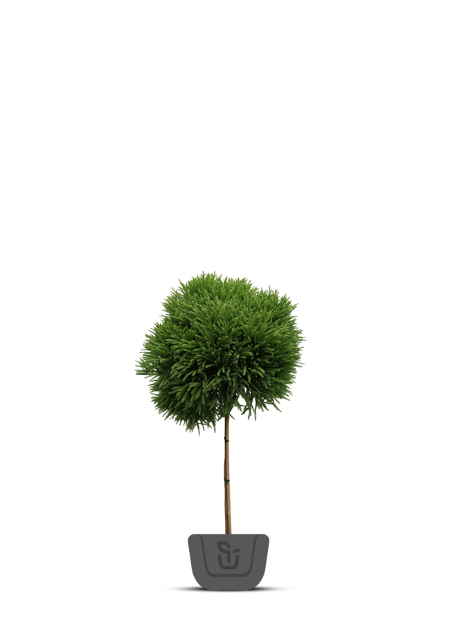 Dwergconifeer op stam | Cryptomeria Jap. Little Champion