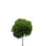 Dwergconifeer op stam | Cryptomeria Jap. Little Champion