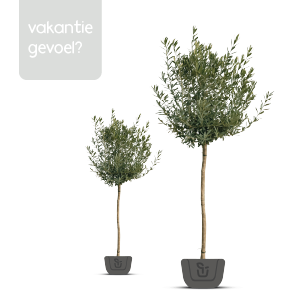 Dit zijn de ideale bomen voor een vakantiegevoel