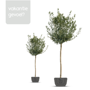 Dit zijn de ideale bomen voor een vakantiegevoel