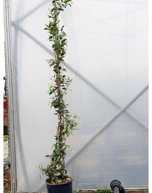 Toscaanse jasmijn | klimplant | Sterjasmijn