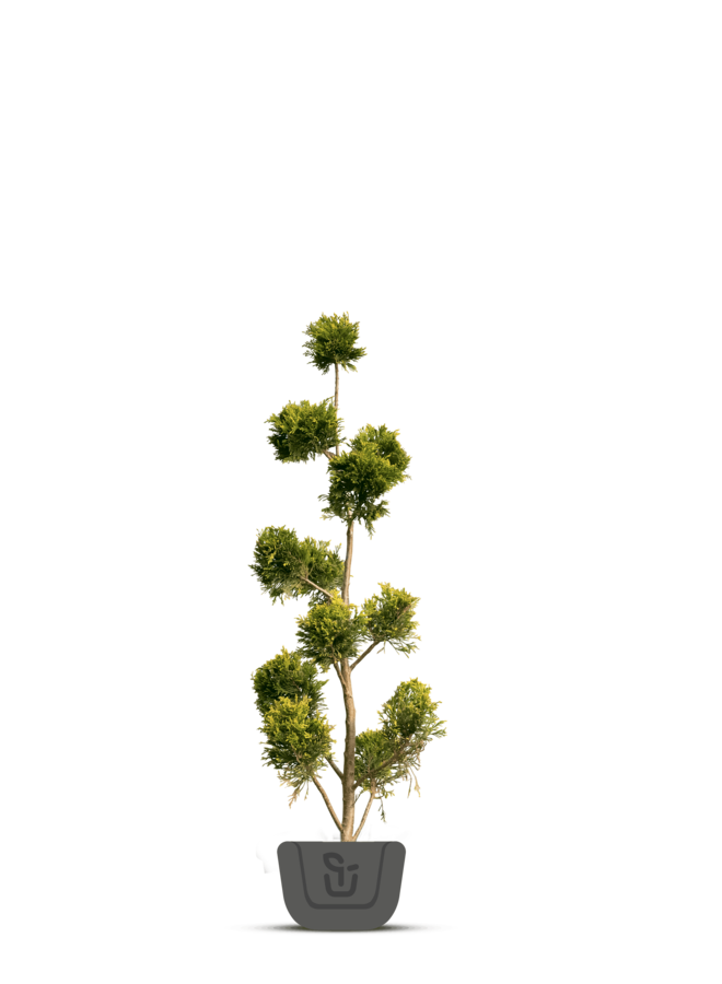 Ponpon conifeer | Cupr. l. Castlewellan Gold