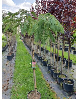 Perzische slaapboom | Albizia julibrissin Ombrella