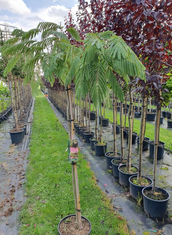 Perzische slaapboom | Albizia julibrissin Ombrella
