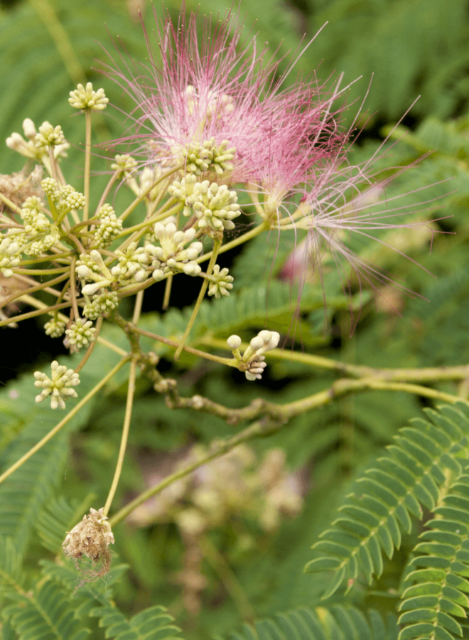 Perzische slaapboom | Albizia julibrissin Ombrella